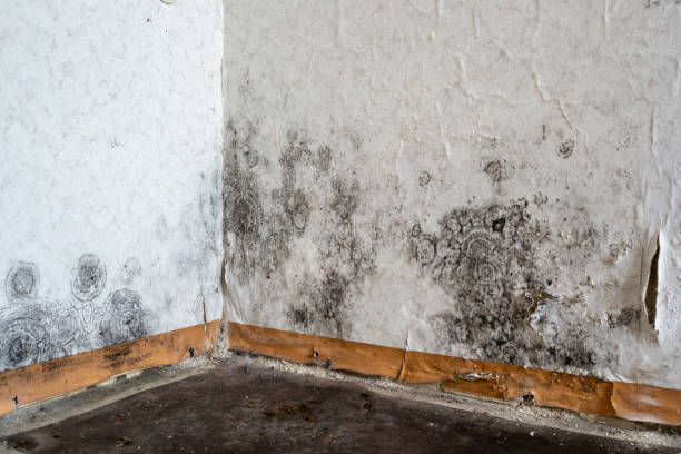 Best Water damage restoration mold remediation  in Fairland, MD